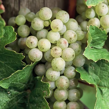 Kronenhof - Wein Und Ferien 公寓