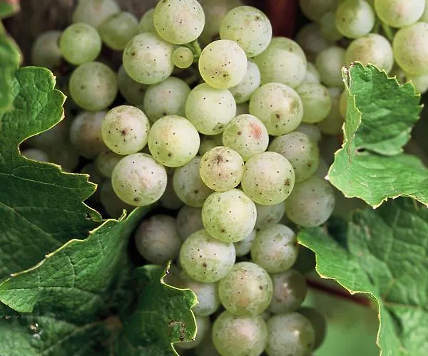 Kronenhof - Wein Und Ferien 아파트